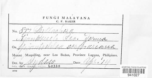 Phyllachora tjangkorreh image